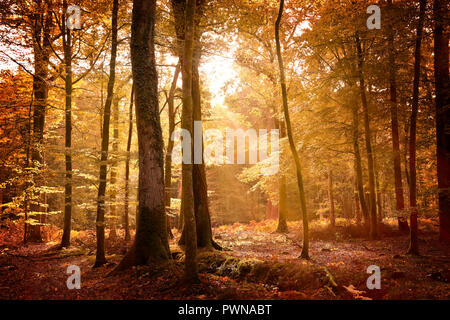 Autumn landscape in the New Forest with the ground covered in fallen leaves and sunlight filtering through the golden trees. Stock Photo