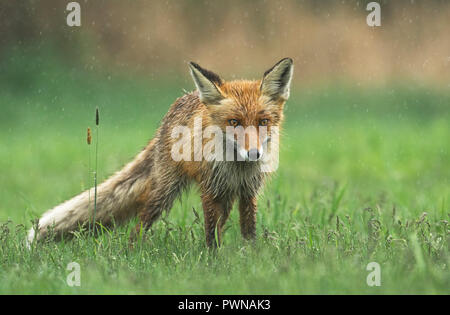 Yooung fox in spring scenery Stock Photo