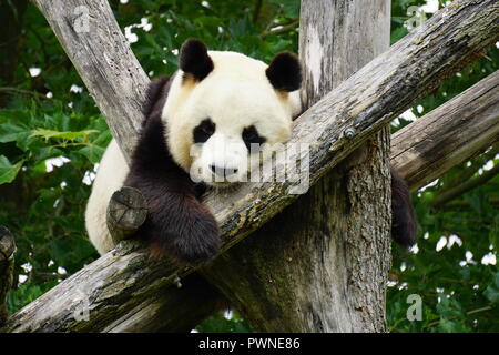 Giant panda bear taking a nap on the tree branches in the park at the zoo Stock Photo