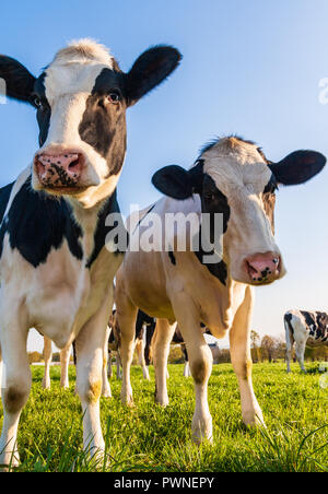 Holstein cows in the pasture Stock Photo