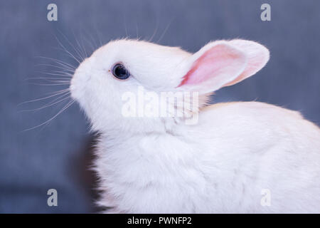 white bunny rabbit looking frontward to viewer, Little bunny sitting on sofa, Lovely pet for children and family inside house Stock Photo