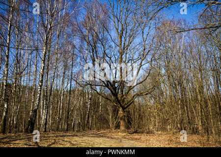 Forest trees behind dry meadow in early spring on a sunny day Stock Photo