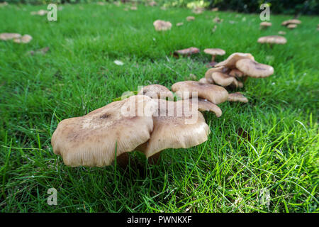 Armillaria mellea - (Honey fungus) Stock Photo