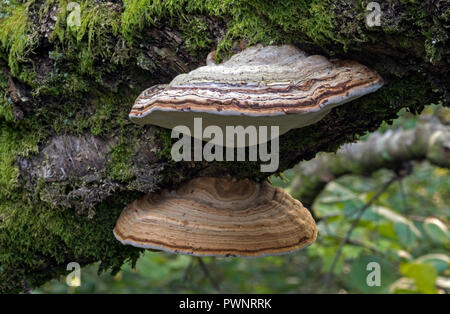 Fomes fomentarius. (Hoof Fungus) also known as 'Tinder Bracket' This is a young specimen.