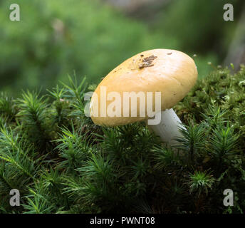 Russula ochroleuca (Ochre Brittlegill) Stock Photo