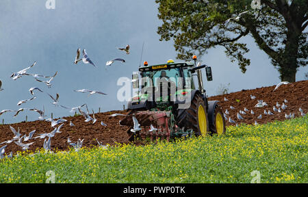 Armathwaite, Carlisle, Cumbria, UK. 17 Oct, 2018. Farmers work under grey skies. Ploughing-in a greening crop ready for sewing barley at Armathwaite, Carlisle, Cumbria. Credit: John Eveson/Alamy Live News Stock Photo