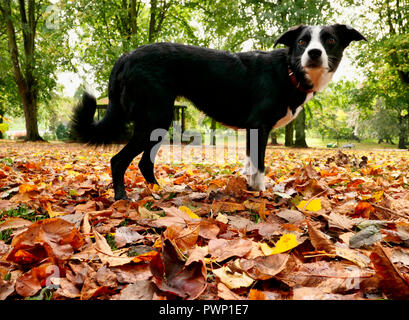 Ashbourne Park, Derbyshire, UK. 17th Oct, 2018. UK Weather: Autumn leaves fall in Ashbourne Park, Derbyshire the gateway to the Peak District National park Credit: Doug Blane/Alamy Live News Stock Photo