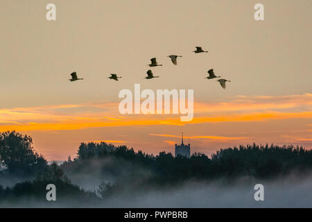 Southport, Merseyside.  18th Oct 2018. UK Weather: Cold, foggy start to the day with temperatures near zero. A small flock of migratory Whopper swans fly over the Marshside nature reserve at dawn.  Credit; MediaWorldImages/AlamyLiveNews. Stock Photo