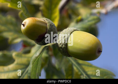 Close-up on acorns. Stock Photo