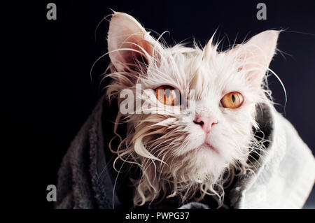 Wet cat after bath wrapped in towel Stock Photo