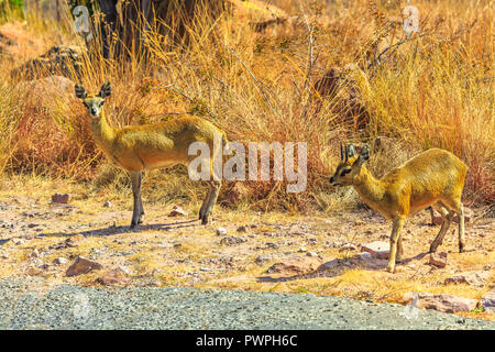 female and male of Dik Dik standing in grassland nature, dry season. Kruger National Park in South Africa. The name Dik-Dik indicates the small antelopes of the genus Madoqua. Kirk's specie. Stock Photo