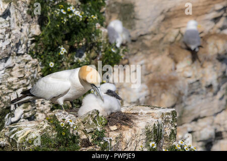 Close up of UK Northern gannet seabird parent leaning over preening single, fluffy chick (Morus bassanus) on cliff edge, Bempton, UK. Seabirds colony. Stock Photo