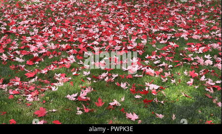 Natural background with dried red maple leaves on green grass. Selective focus. Stock Photo