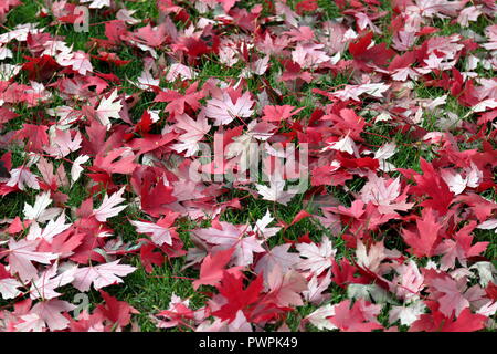Natural background with dried red maple leaves on green grass. Selective focus. Stock Photo