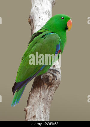Eclectus Parrot male (eclectus roratus) Stock Photo