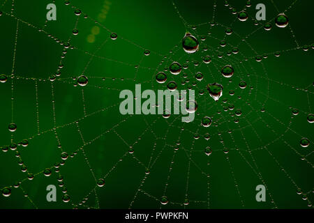 Drizzle and mist in Autumn coat a spiders web revealing the silken gossamer threads droplets laden with droplets of rain water and captured fly Stock Photo