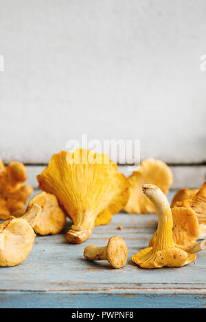 Raw uncooked Chanterelles forest mushrooms on blue white wooden kitchen table. Rustic style, day light, copy space. Close up Stock Photo