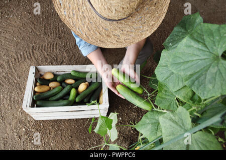 woman farmer working in vegetable garden, collects a cucumber in wodden box, top view isolated on soil
