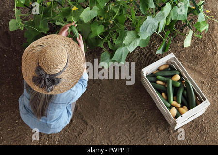 woman farmer working in vegetable garden, collects a cucumber in wodden box, top view isolated on soil