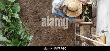 woman working in vegetable garden, collects a cucumber in wodden box, top view isolated on soil, copy space banner template Stock Photo