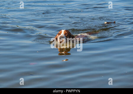 Welsh Springer Spaniel dog swims in a small lake. Stock Photo