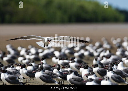 A Laughing Gull flies over his fellow birds looking for a place to land. Stock Photo