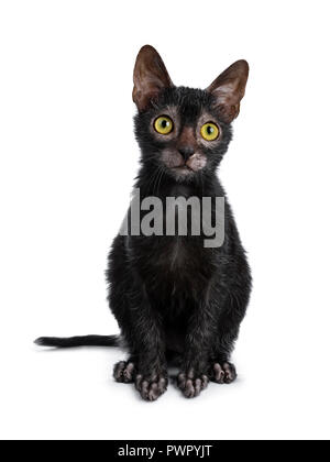 Head shot of sweet young adult Lykoi cat kitten sitting front views looking curious up with bright yellow eyes, isolated on white background Stock Photo