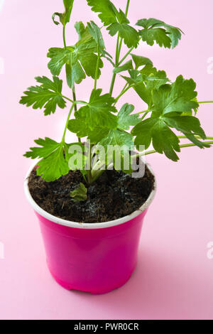 Pots with parsley isolated on pink background Stock Photo