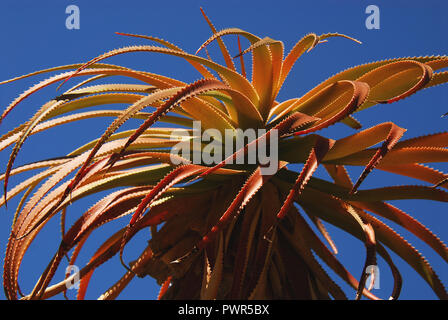 A beautiful tall red Aloe succulent contrasted against a deep blue sky in South Africa, near Cape Town. Stock Photo