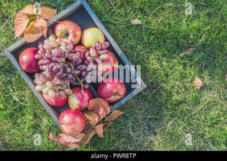 Beautiful ripe bunch of grapes and red apples on the grass in a wooden box. The concept of harvest Stock Photo