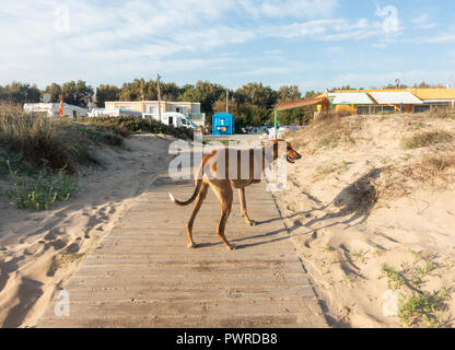Whippet breed dog with three legs on beach in Spain Stock Photo