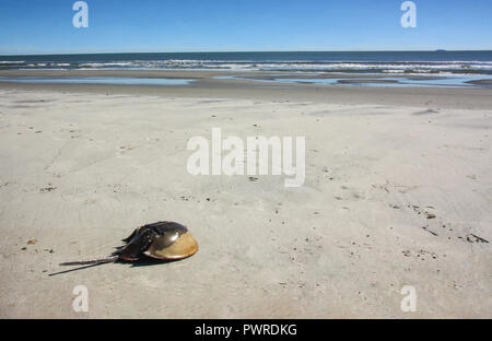 A horseshoe crab stranded on a beach with ocean waves in the background. Stock Photo