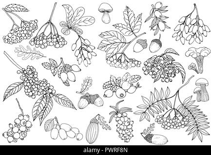 Set of hand drawn sketch style autumn plants isolated on white background. Vector illustration. Stock Vector