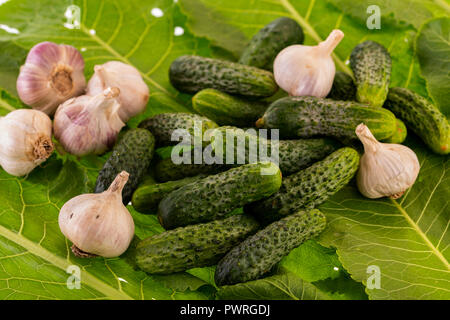 fresh cucumbers and garlic for preservation on horseradish leaves Stock Photo