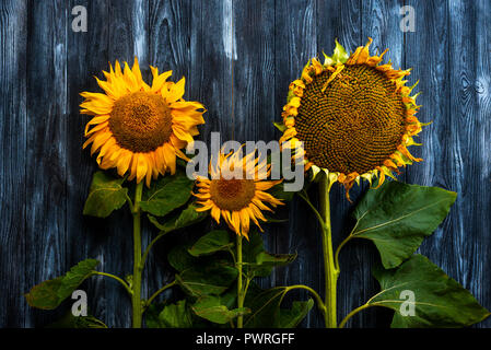 three sunflowers on wooden table Stock Photo