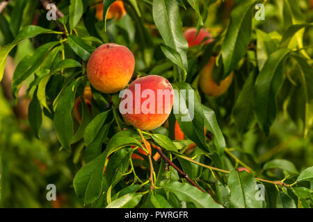 ripe peaches on the branches Stock Photo