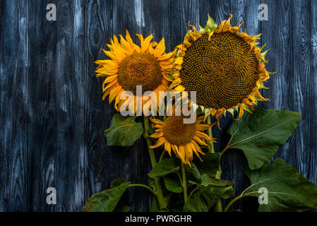 three sunflowers on wooden table Stock Photo