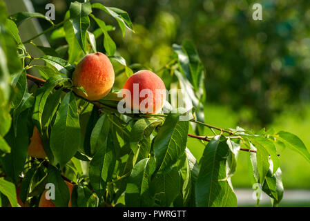 ripe peaches on the branches Stock Photo
