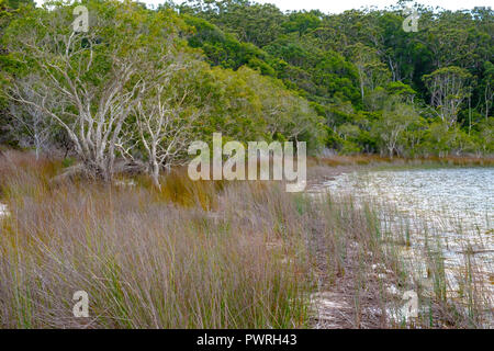 Lake Garawongera - Fraser Island Stock Photo