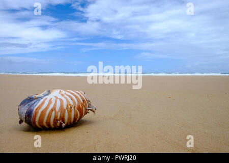 Nautilus Shell washed up on the beach - Fraser Island Stock Photo