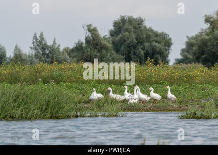 Roman Tufted Geese in the Danube Delta Stock Photo