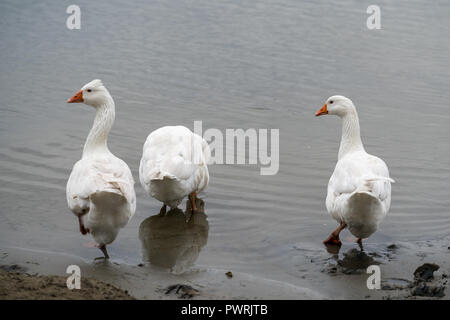 Roman Tufted Geese in the Danube Delta Stock Photo