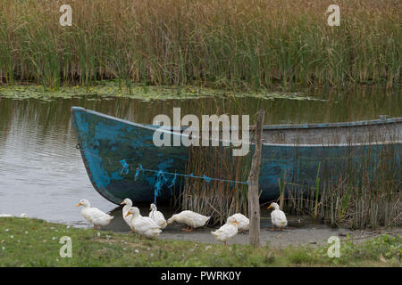 SULINA, DANUBE DELTA/ROMANIA - SEPTEMBER 23 : Domesticated ducks by a rowing boat in Sulina Danube Delta Romania on September 23, 2018 Stock Photo