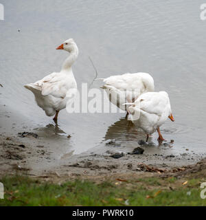 Roman Tufted Geese in the Danube Delta Stock Photo