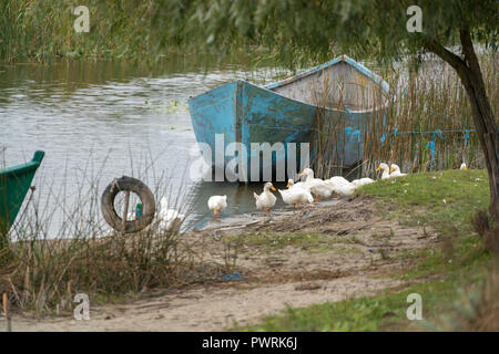 SULINA, DANUBE DELTA/ROMANIA - SEPTEMBER 23 : Domesticated ducks by a rowing boat in Sulina Danube Delta Romania on September 23, 2018 Stock Photo