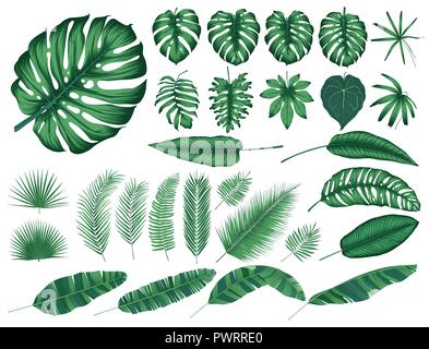 Detailed tropical leaves and plants, vector collection isolated elements template for your design Stock Vector