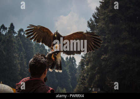 eagle landing on the glove of his falconry trainer Stock Photo