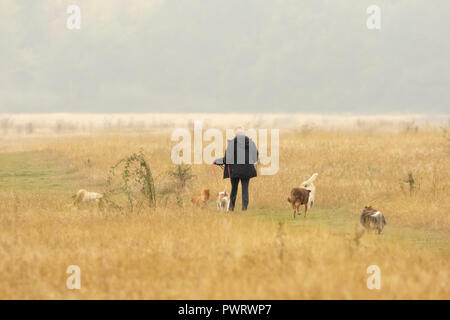 Middle aged woman taking dogs for a walk in Hainault Forest country park on a rainy, misty and foggy day in Autumn in England, UK Stock Photo