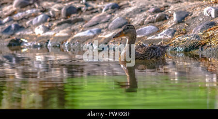 Adorable duck floating in water on a bright day Stock Photo