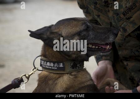 Cpl. Kuko, a military working dog, jumps on Capt. Troy D. Goss to receive the rank of sergeant on his collar during a promotion ceremony in Pohang, South Korea, July 1, 2017. MWDs are trained to subdue or intimidate suspects before having to use lethal force; they are also used for detecting explosives, narcotics and other harmful materials. Kuko is with 3rd Law Enforcement Battalion, III Marine Expeditionary Force Headquarters Group, III Marine Expeditionary Force. Goss, a native of Jacksonville, North Carolina, is the commanding officer of Bravo Company, 3rd Law Enforcement Battalion, III MH Stock Photo